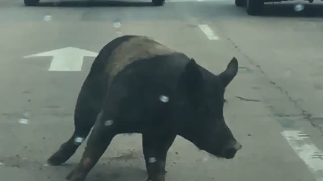 Pig Escapes From Trailer in Traffic