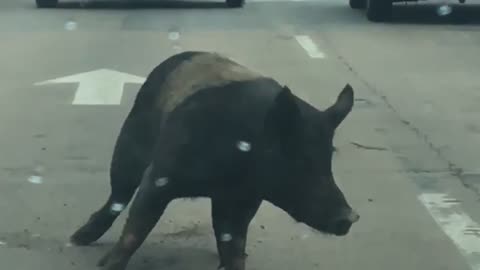 Pig Escapes From Trailer in Traffic