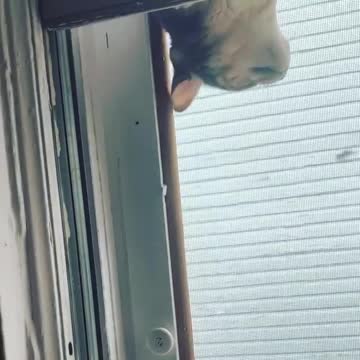 Oh those curious cats