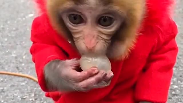 Monkey eats lychee