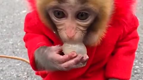 Monkey eats lychee