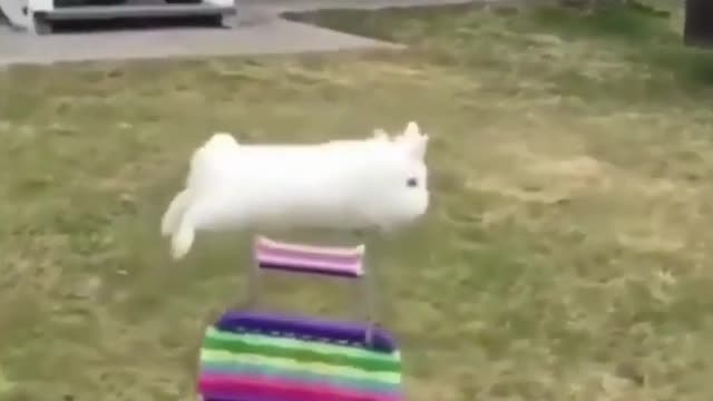 Unbelievable jump of cool rabbit