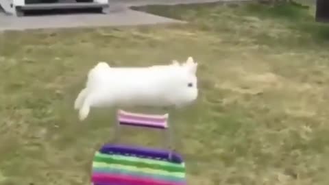 Unbelievable jump of cool rabbit