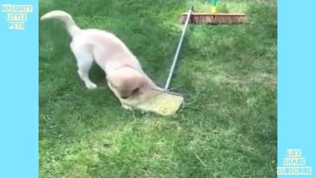 Cat and dogs videos with funny cat dressing and walking like human.