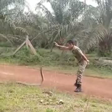 The brave way to catch a snake