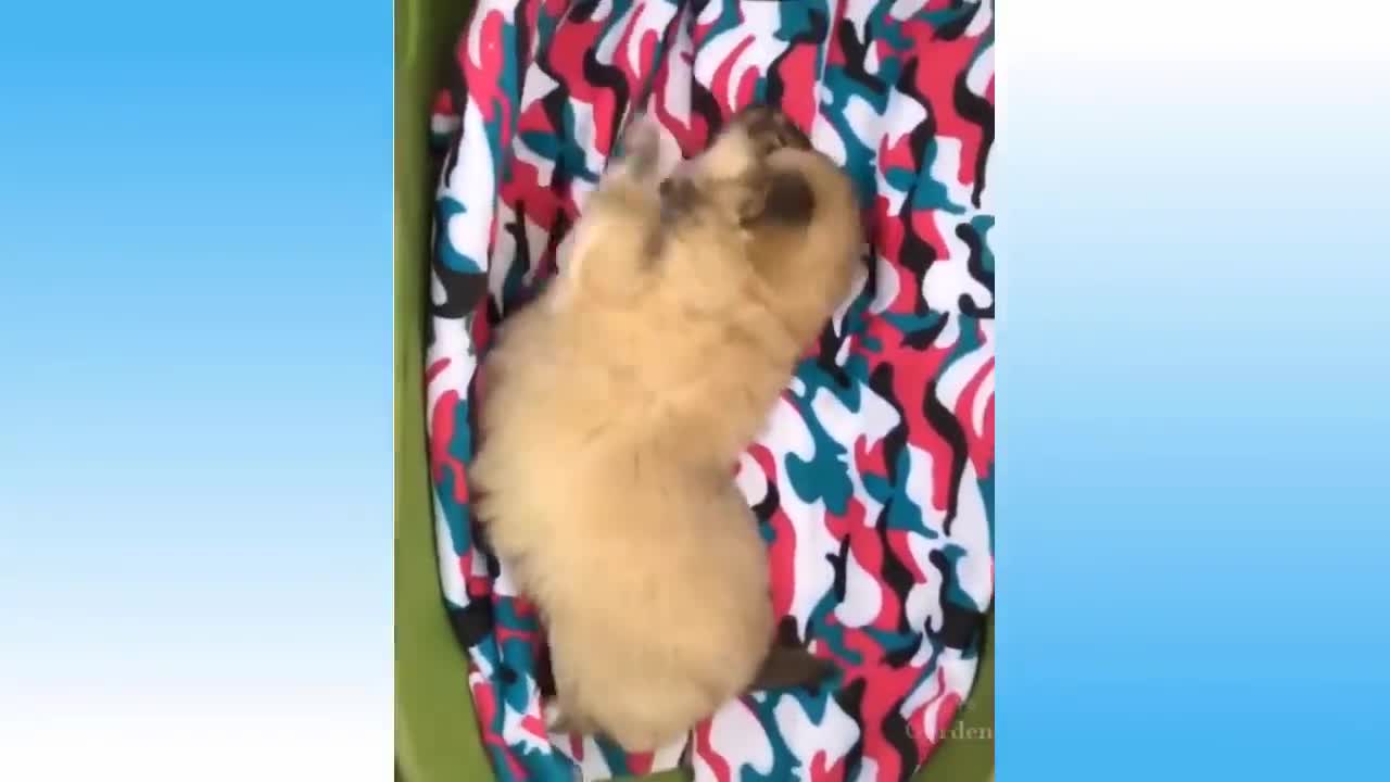 Tiktok funny compilation!! Funny animal moments