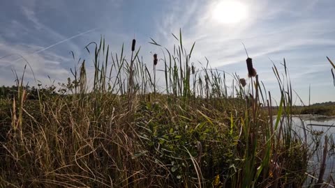 Cattails