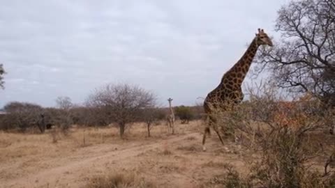 Giraff walking in the field 😱😱😱