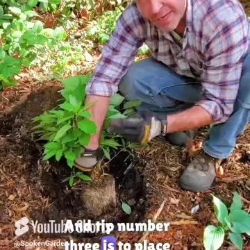 Perennial Planting Tips You NEED To Know