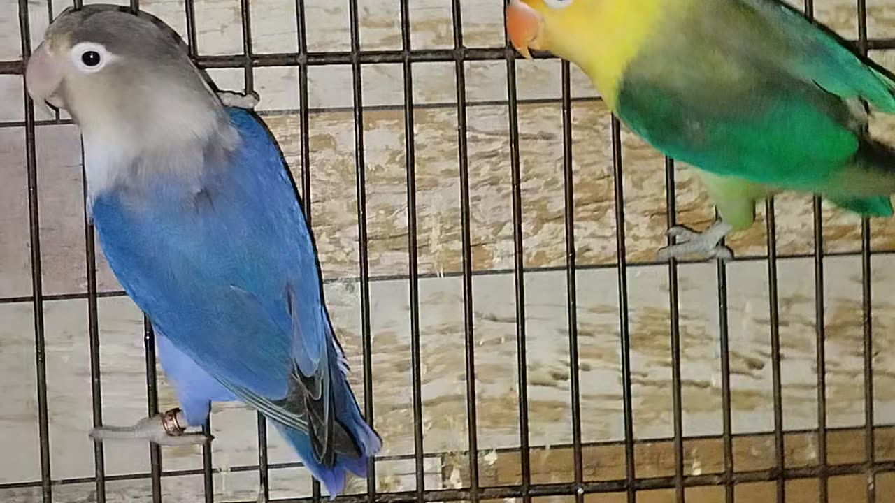 Love birds breeding pair