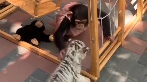 baby white tiger vs cute baby monkey