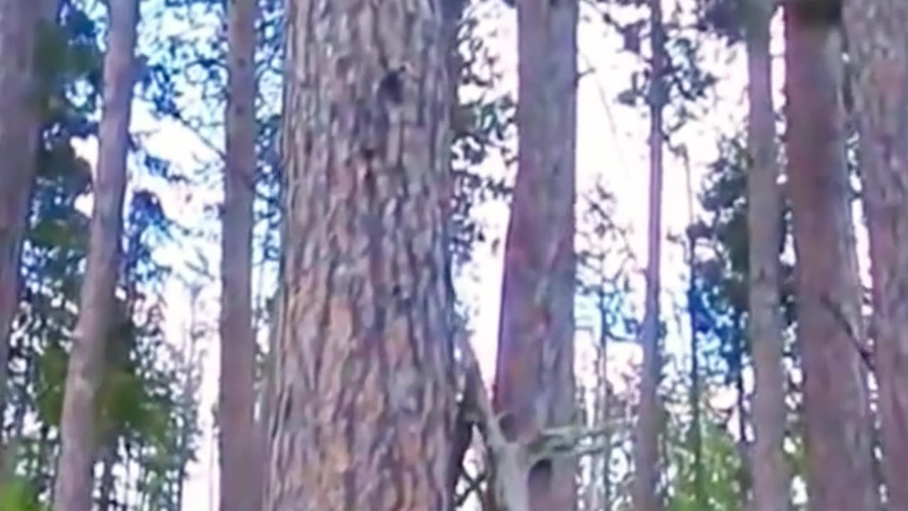 Very fast reflexes from cats