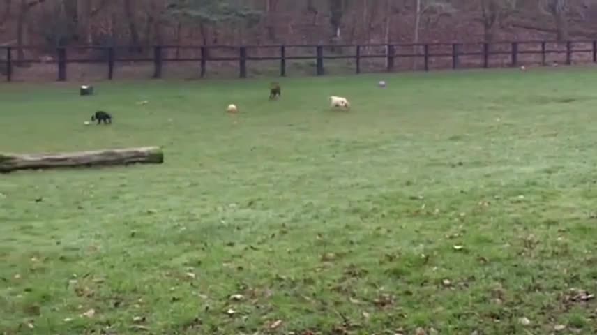 Buddy, Digby & Whitby whizzing