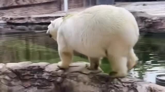 A swimming polar bear.