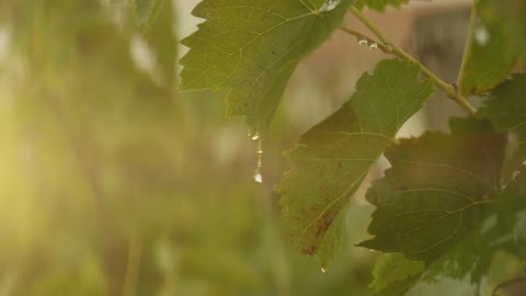 Dusk rainy day