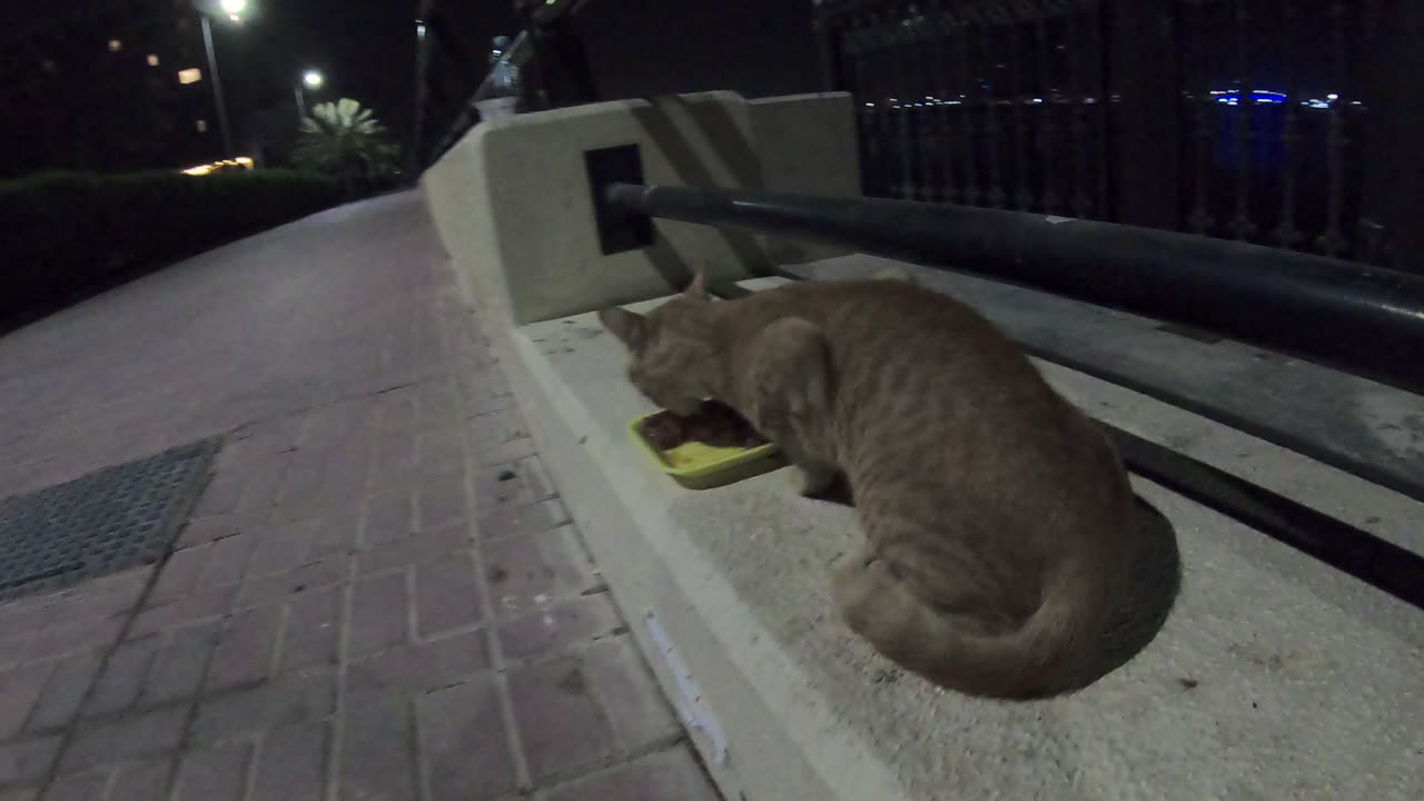 ED SHEERAN & MICHAEL JACKSON - Homeless cats in Ras Al Khaimah, UAE #cat #EdSheeran #MichaelJackson