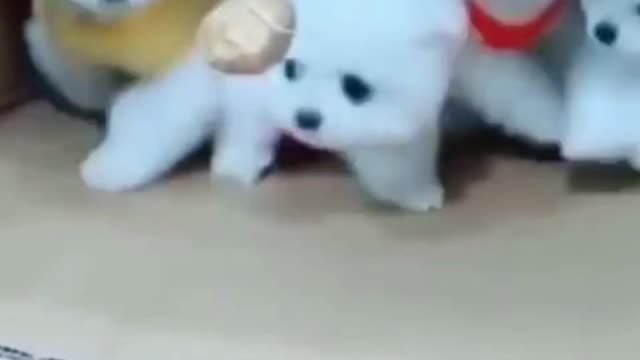 cute puppy video #shorts
