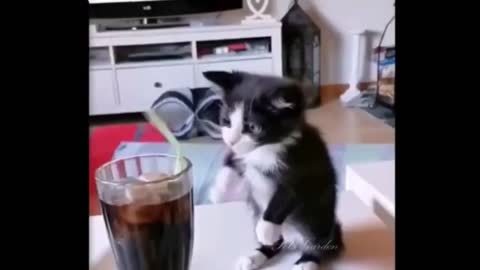 videos of the most fun and cute animals