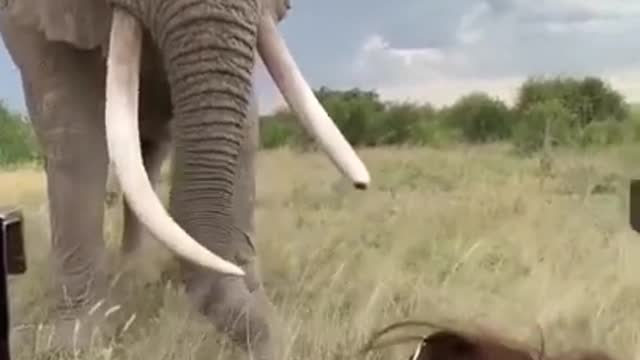 The_Weather_And_The_Animals_Here_Are_Beautiful_#shorts_#elephant_#shortvideo_#animal(720p)