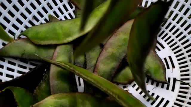 Quick Garden Harvest #11 Purple beans