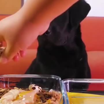 Most Effective Dog Training