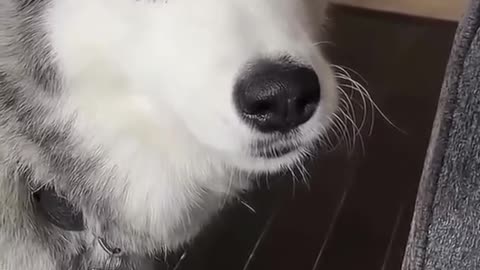 S. Husky