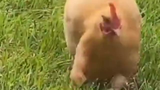 funny Chicken with arms