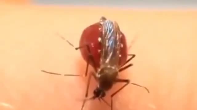 The whole process of mosquito feeding