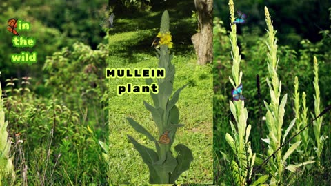 DISCOVER HIDDEN POWERS OF MULLEIN