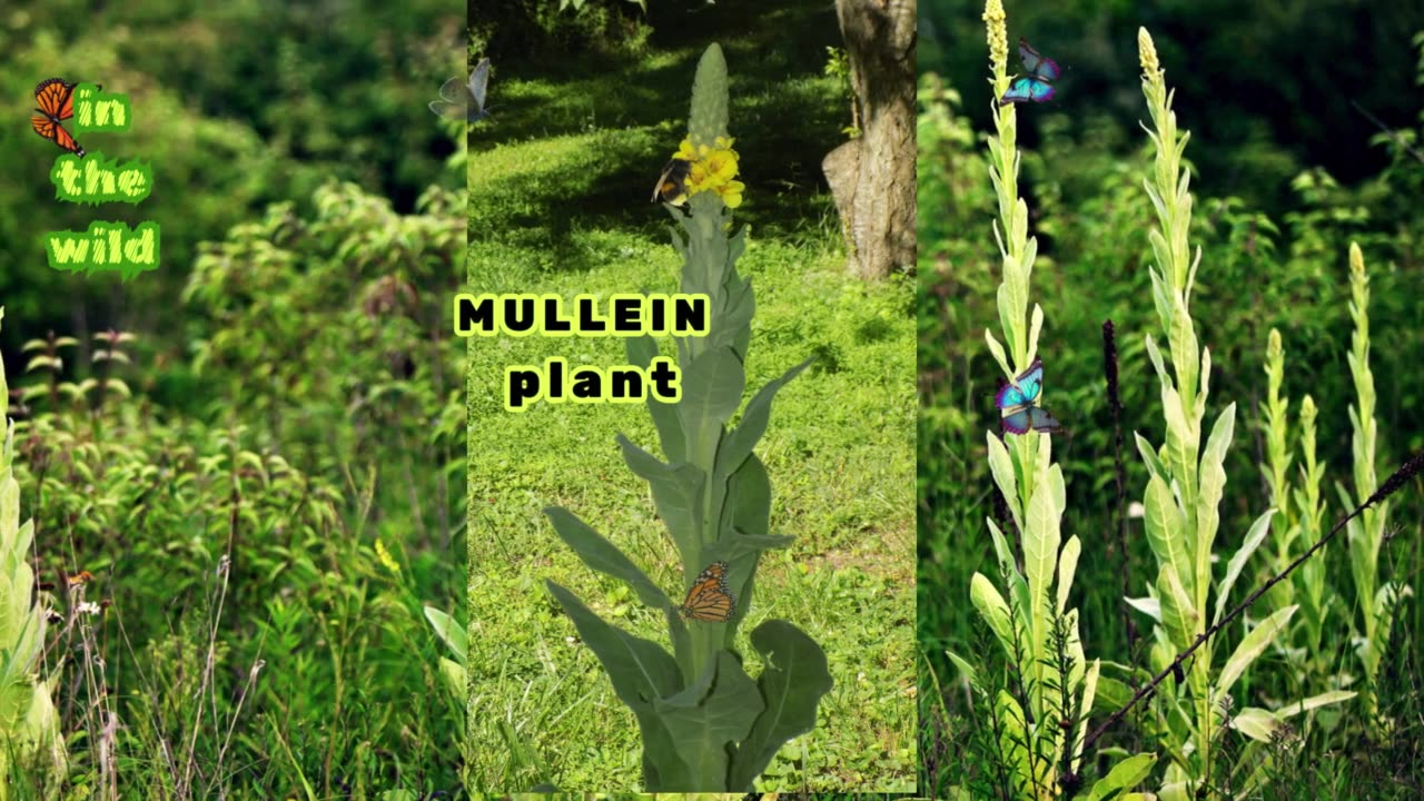 DISCOVER HIDDEN POWERS OF MULLEIN
