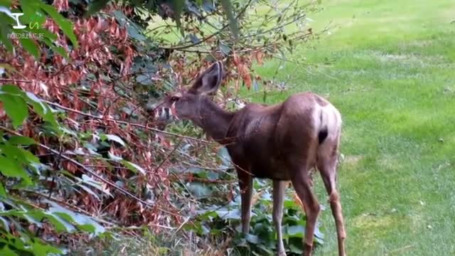 Nature Beauty WildLife ANIMALS | Relaxing Music Video Full HD
