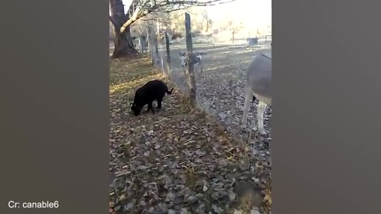 When your dog 'brings along' a new friend home 🐶Funniest Dog Ever!