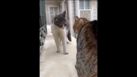 Funny Cat Cat Funny Video