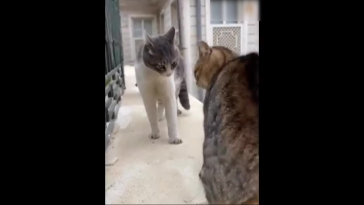 Funny Cat Cat Funny Video