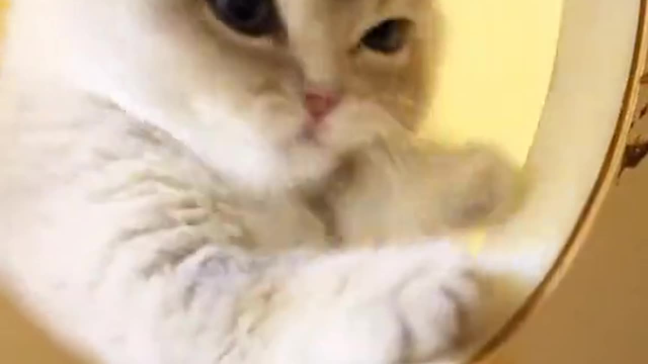 Cute cats video compilation 31