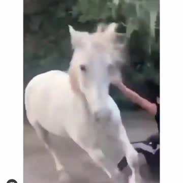 Funny funny video new