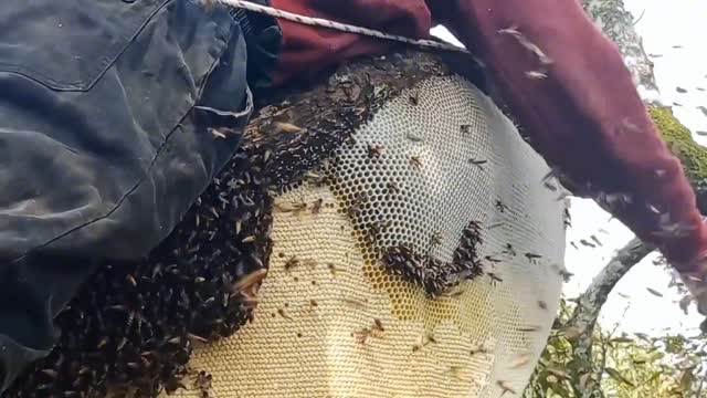 Are you afraid of so many bees?
