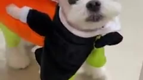 Cute dog in Halloween costume
