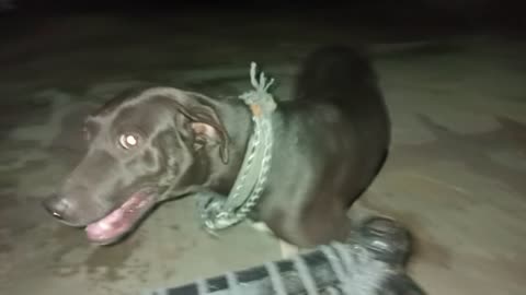 my lovely beautiful dog hunter