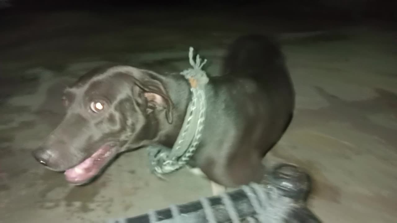 my lovely beautiful dog hunter
