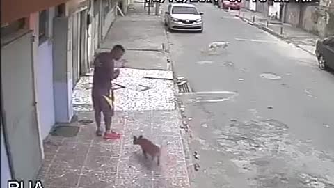 mean dog