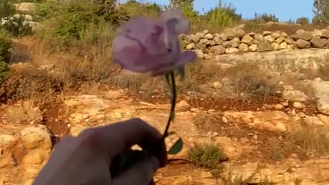 Slow Motion Falling Pink Rose