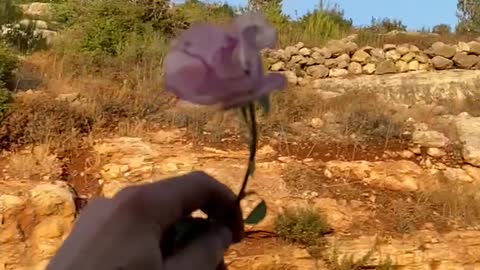 Slow Motion Falling Pink Rose