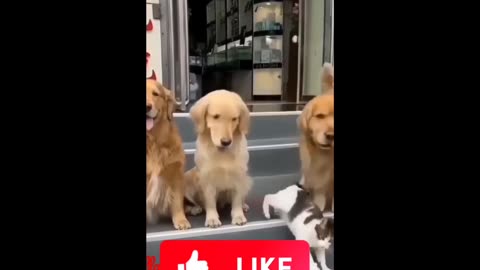 Cats and dogs cute moments 💞🥰😘😹🐶