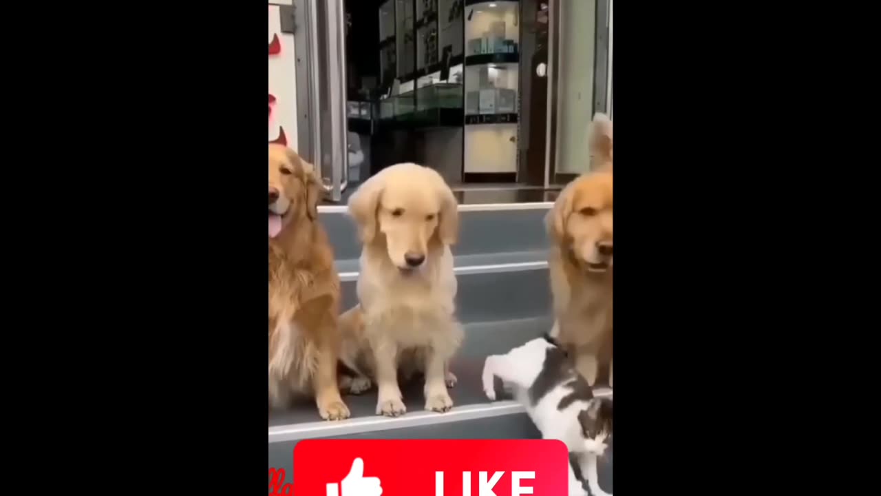 Cats and dogs cute moments 💞🥰😘😹🐶