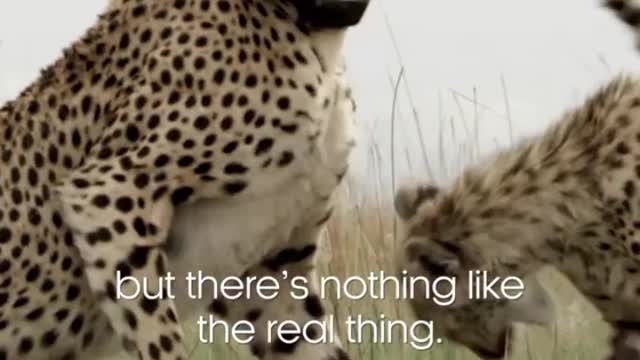 Mum always knows best 🐆 Cheetahs