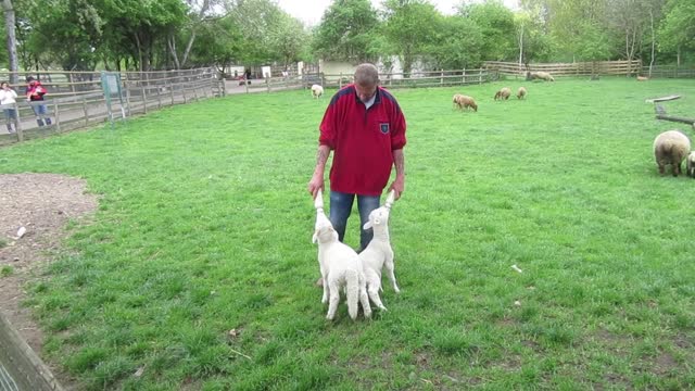 Feeding small sheep