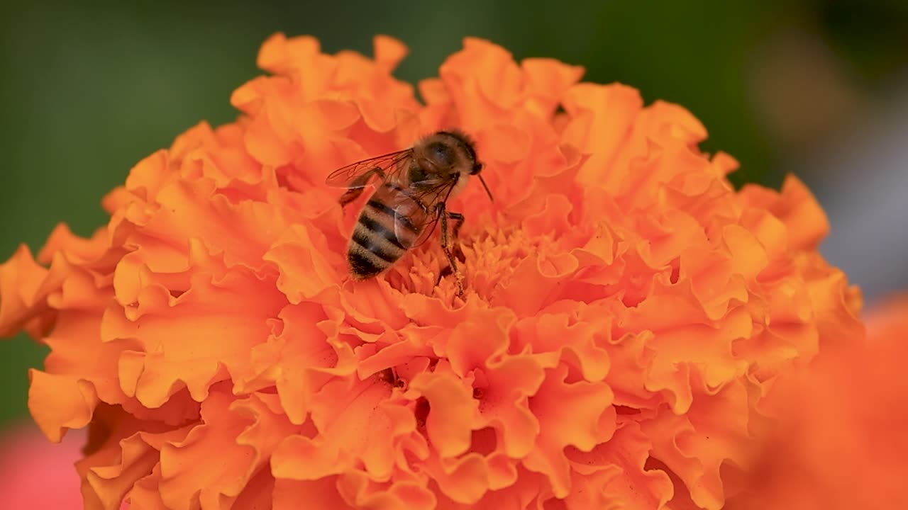 Wasp Feeds on Garden Flower