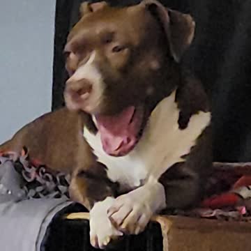 Puppy throwing temper tantrum