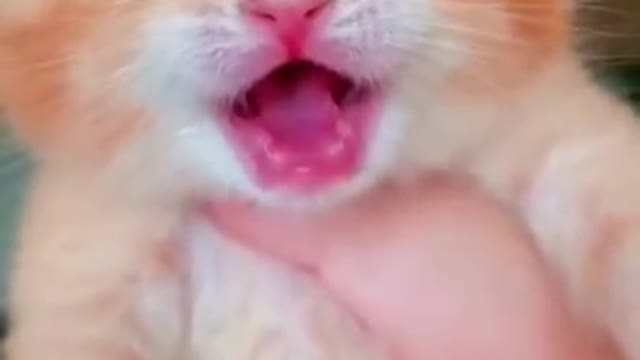 CUTE CAT CRYING